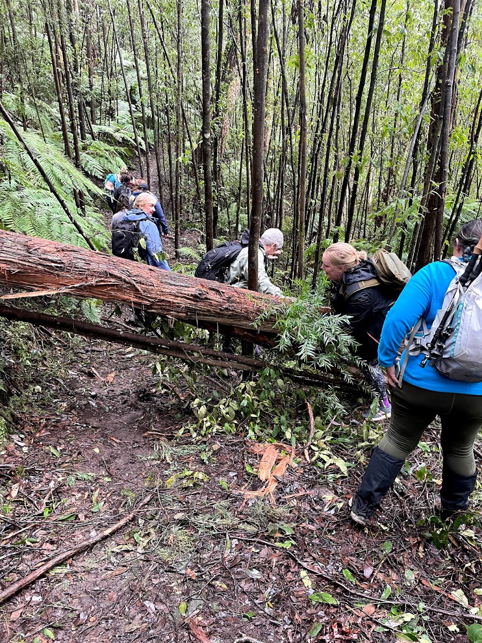 Nature-based therapy session in Australian bushland requiring 
professional indemnity and public liability insurance